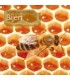 Les abeilles, fascinantes, essentielles et menacées