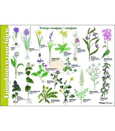 Plantes de jardin pour les abeilles "carte de recherche" A4
