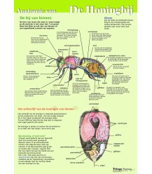 Anatomie interne de l'abeille domestique, poster