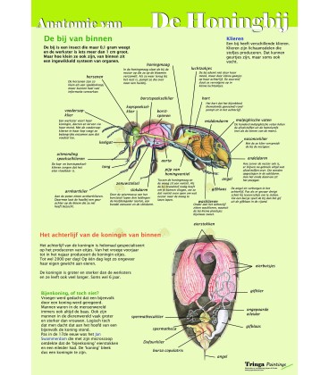 Poster de l'anatomie de l'abeille