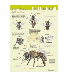 Anatomie de l'abeille mellifère vue de l'extérieur poster