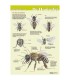 Anatomie de l'abeille mellifère vue de l'extérieur poster