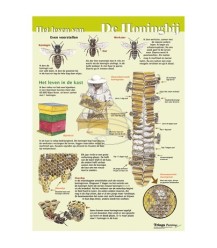 La vie de l'abeille domestique A4 map