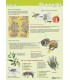 Aidez l'abeille, carte A4