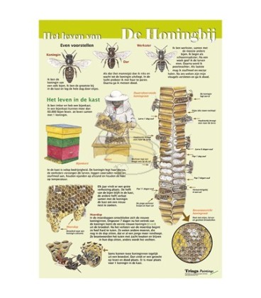 La vie de l'abeille domestique A4 map