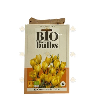 Crocus Golden Yellow 10 unités (bulbes, bio)