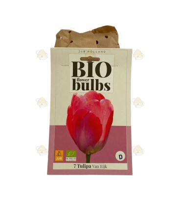 Tulipe Van Eijk 7 pièces (bulbes, bio)