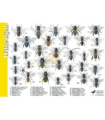 Carte de recherche des abeilles sauvages et abeille domestique
