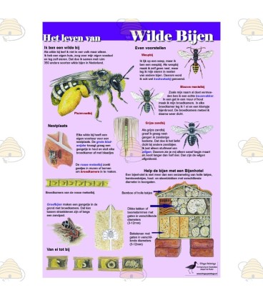 La vie de l'abeille sauvage Carte A4