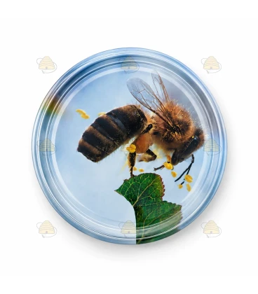 Couvercles abeille sur pommier TO 63 mm – 60 pcs