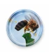 Couvercles abeille sur pommier TO 63 mm – 60 pcs