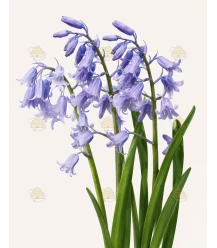 Hyacinten Spaans blauw 7 stuks (bloembollen, bio)