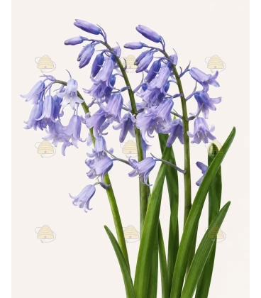 Hyacinten Spaans blauw 7 stuks (bloembollen, bio)