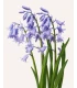 Hyacinten Spaans blauw 7 stuks (bloembollen, bio)