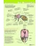 Anatomie interne de l'abeille domestique, poster