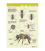 Anatomie de l'abeille à l'extérieur, carte A4