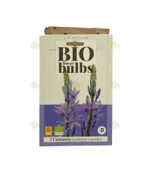 Camassia Leichtlinii Caerulea 2 unités (bulbes, bio)