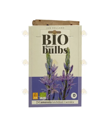 Camassia Leichtlinii Caerulea 2 unités (bulbes, bio)
