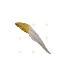 Plume d’oie naturelle